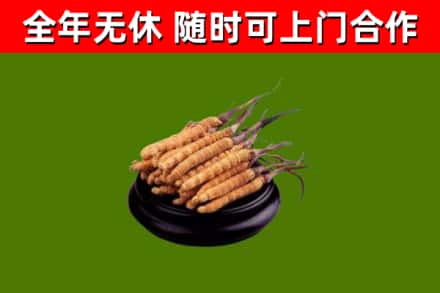 博山区回收冬虫夏草