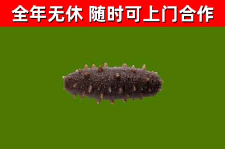 博山区回收海参干